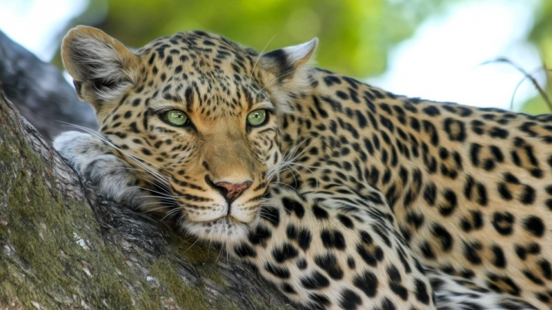Vokietijoje moterį sunkiai sužalojo leopardas