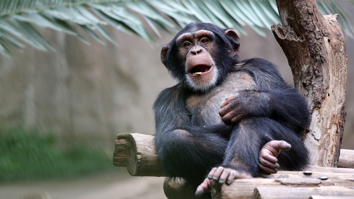 Vokietijos zoologijos sode nuskendo... 47 metų šimpanzė